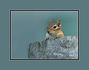 Chipmunk